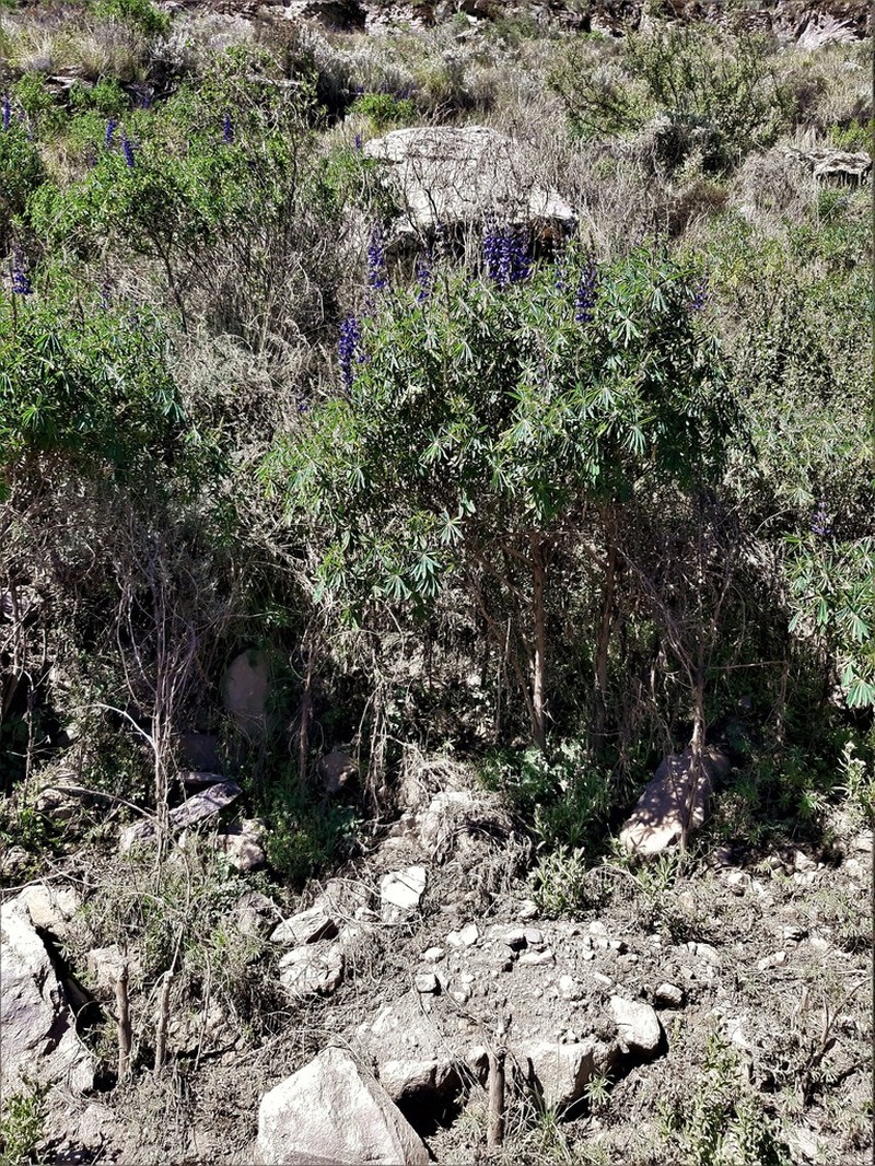 Lupinus proculaustrinus photo 6