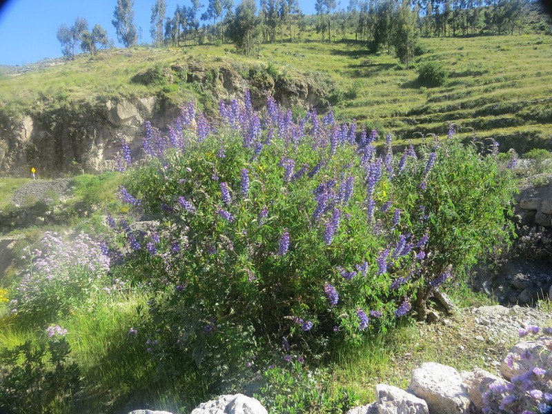 Lupinus proculaustrinus photo 7