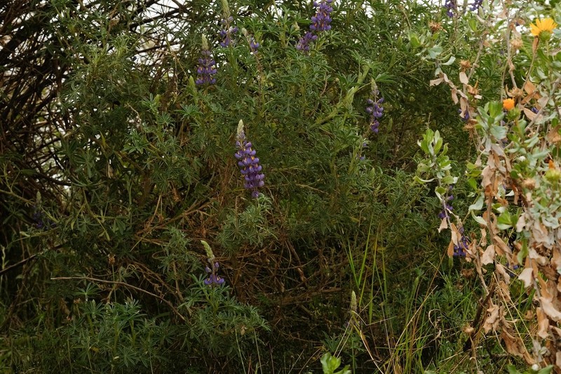 Lupinus proculaustrinus photo 8