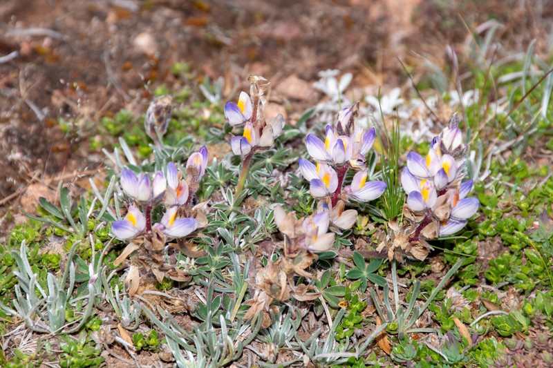 Lupinus prostratus photo 3