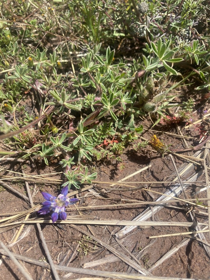 Lupinus prostratus photo 4