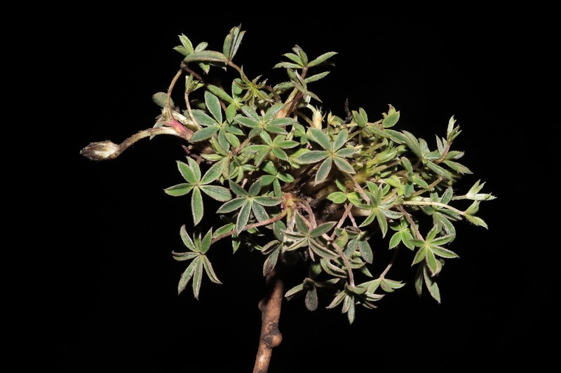 Lupinus prostratus photo 5