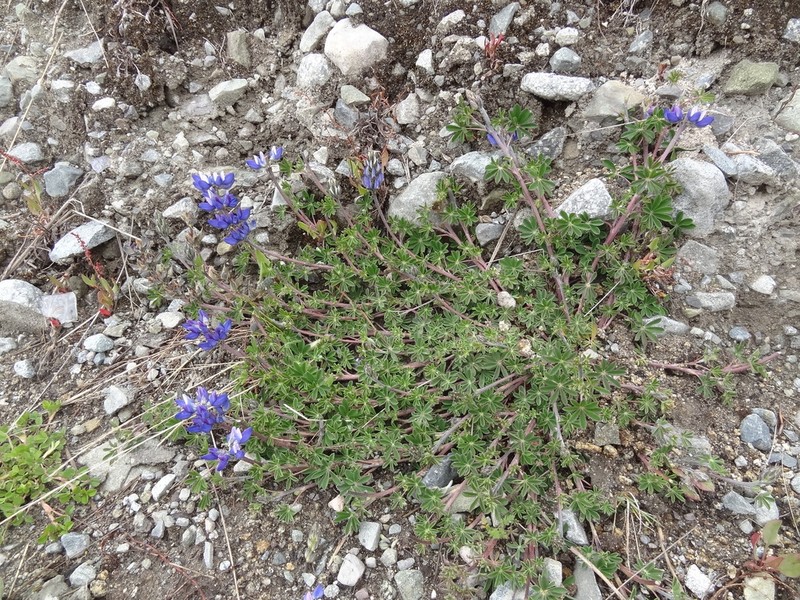 Lupinus prostratus photo 6