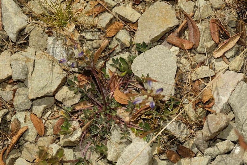 Lupinus prostratus photo 7