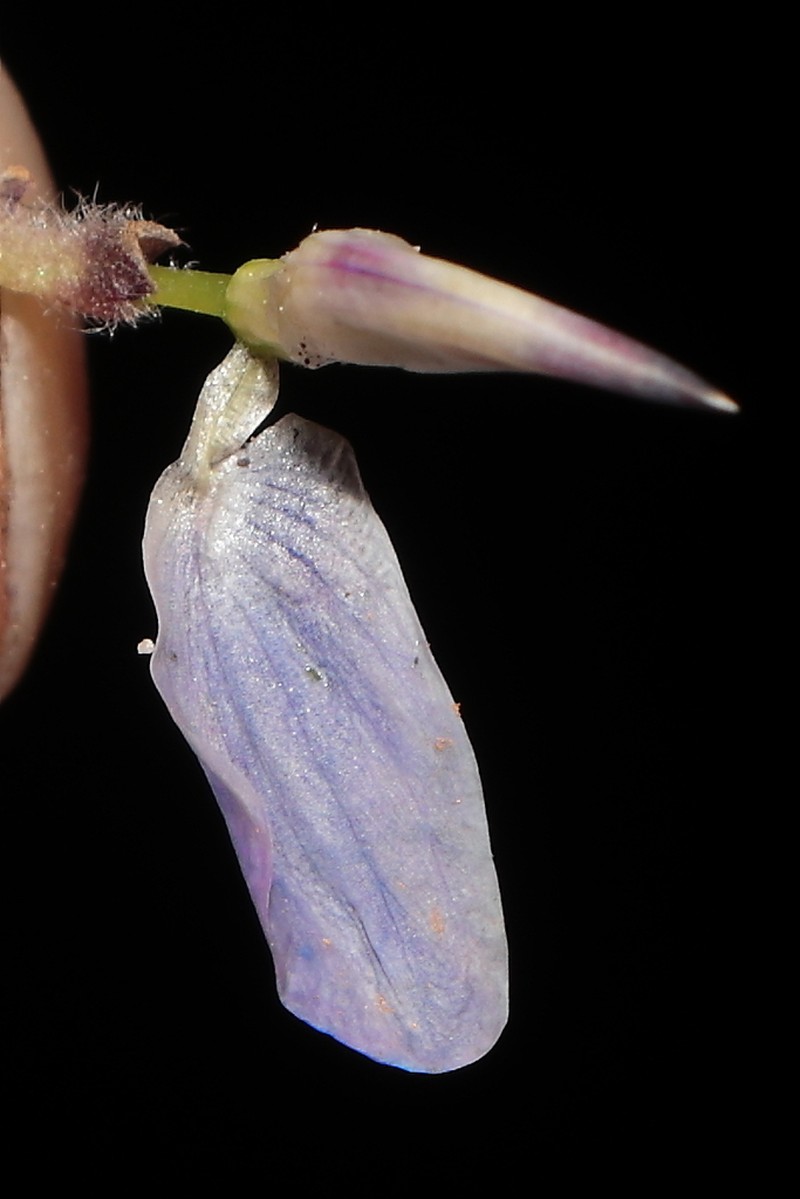 Lupinus prostratus photo 8