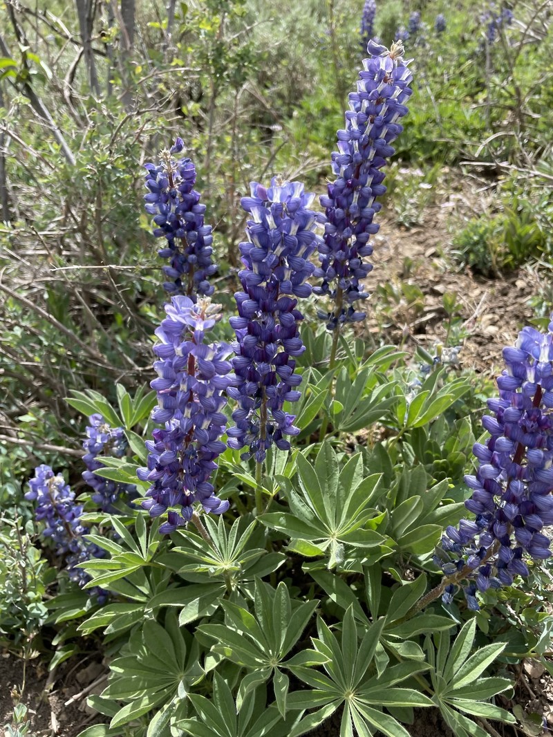Hairy Bigleaf Lupine