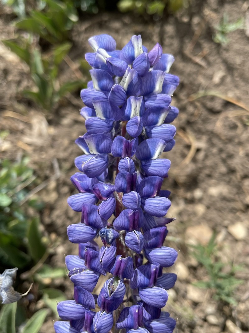 Hairy Bigleaf Lupine photo 2
