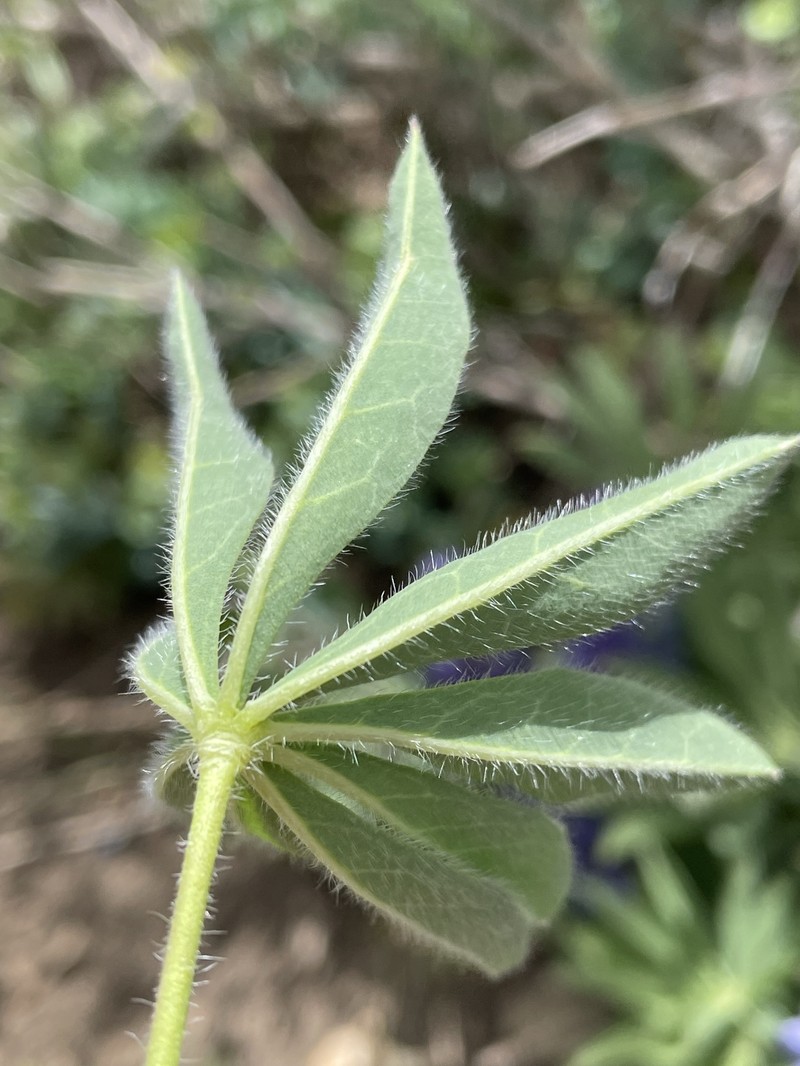 Hairy Bigleaf Lupine photo 3