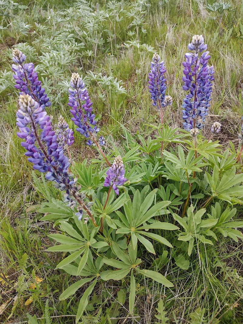 Hairy Bigleaf Lupine photo 5