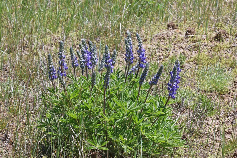 Hairy Bigleaf Lupine photo 6