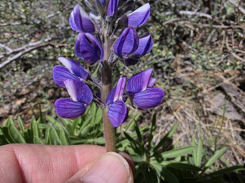 Hairy Bigleaf Lupine photo 7
