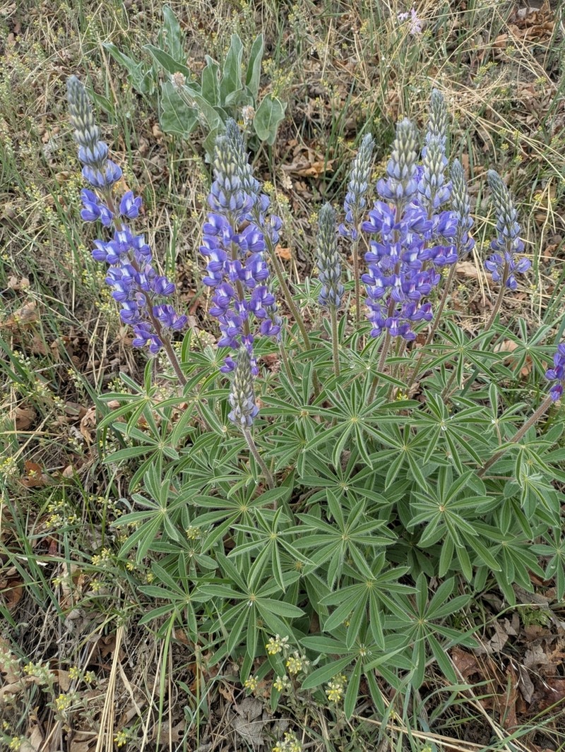 Hairy Bigleaf Lupine photo 8