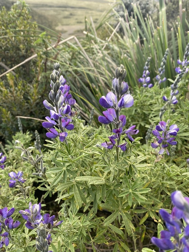 Lupinus pubescens photo 2