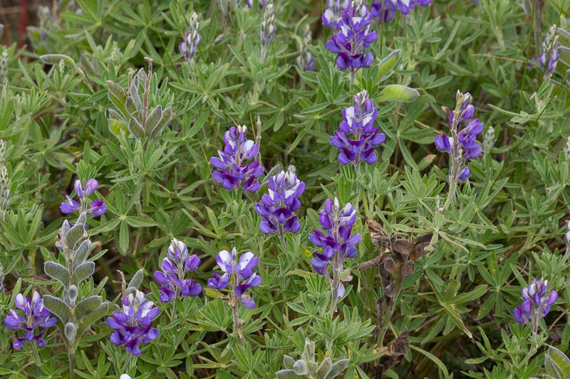 Lupinus pubescens photo 3