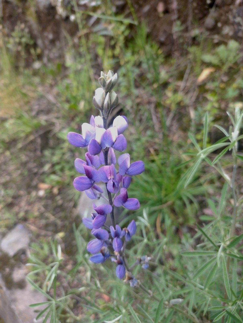 Lupinus pubescens photo 4