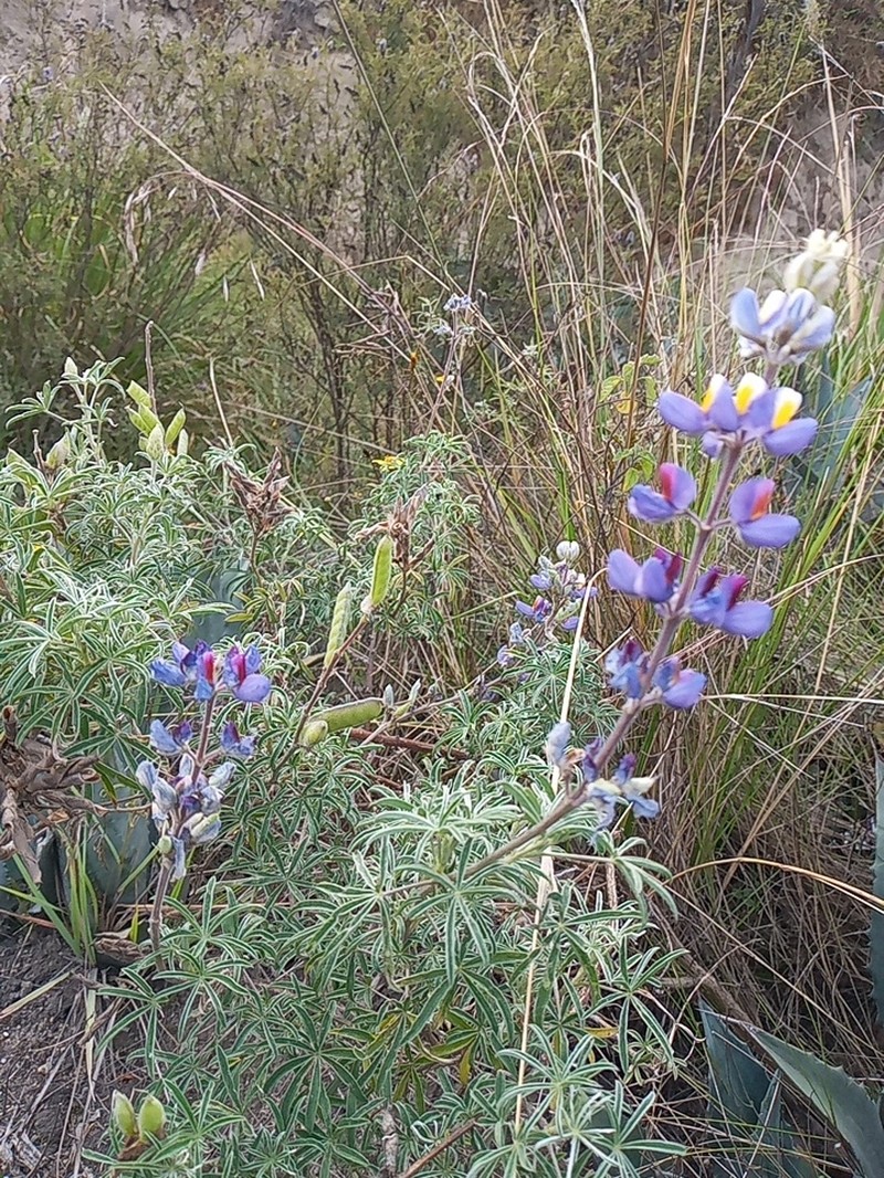 Lupinus pubescens photo 5