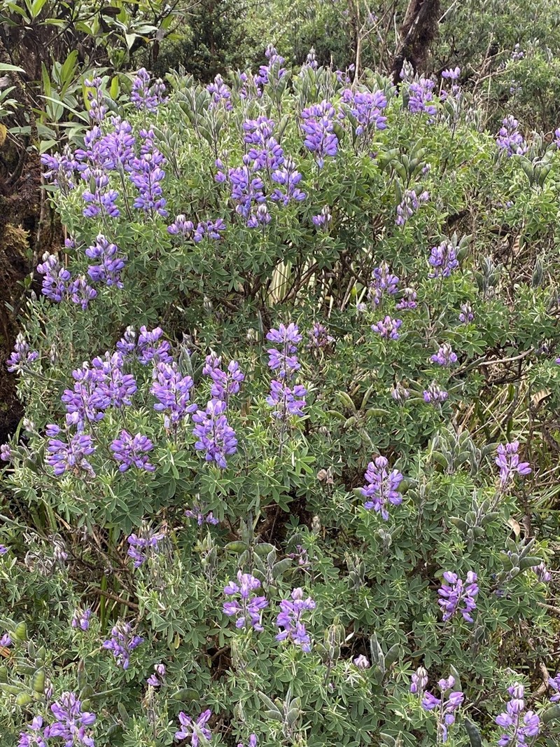 Lupinus pubescens photo 6