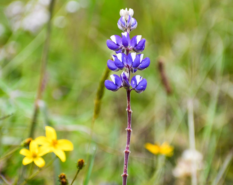 Lupinus pubescens photo 7