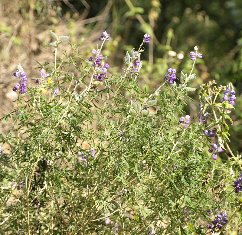 Lupinus pulloviridus