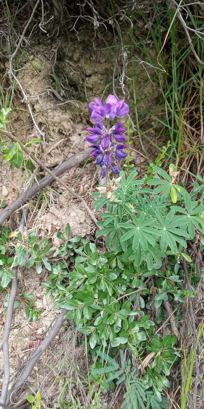 Lupinus pulloviridus photo 2