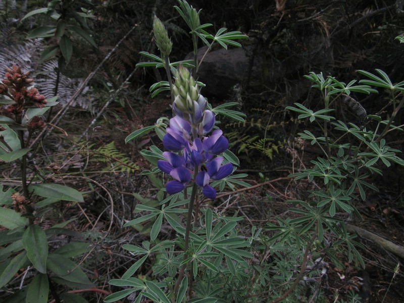 Lupinus pulloviridus photo 3