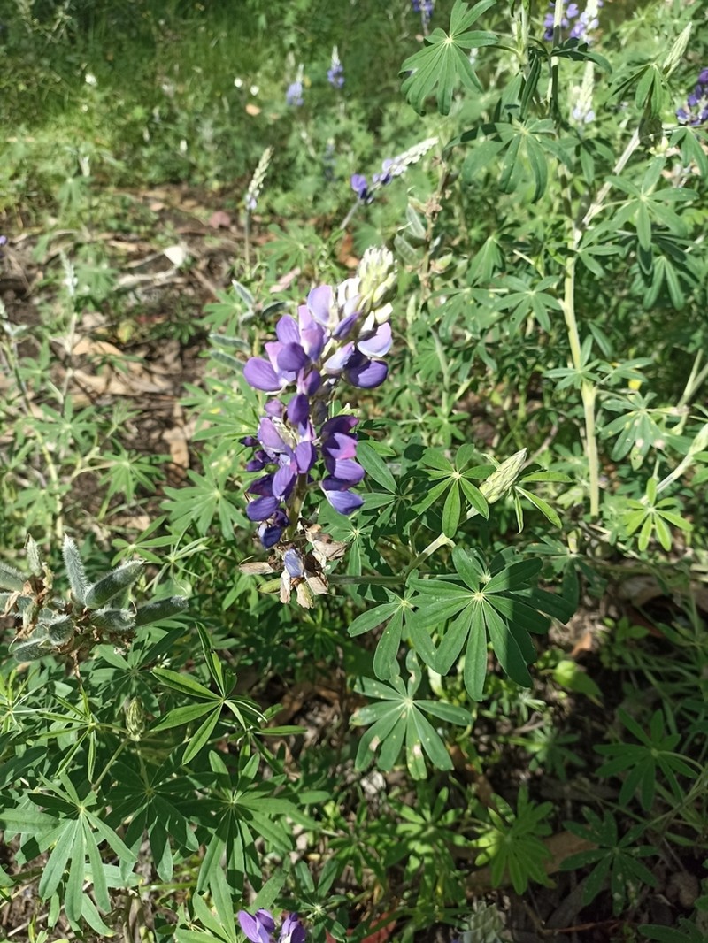 Lupinus pulloviridus photo 4