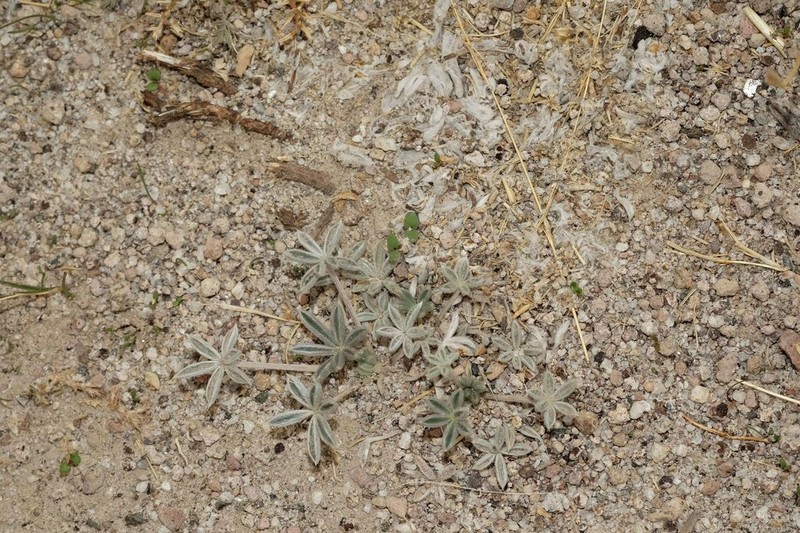Lupinus pulvinaris
