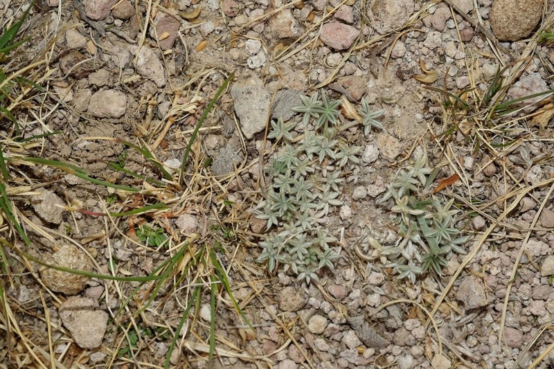 Lupinus pulvinaris photo 2