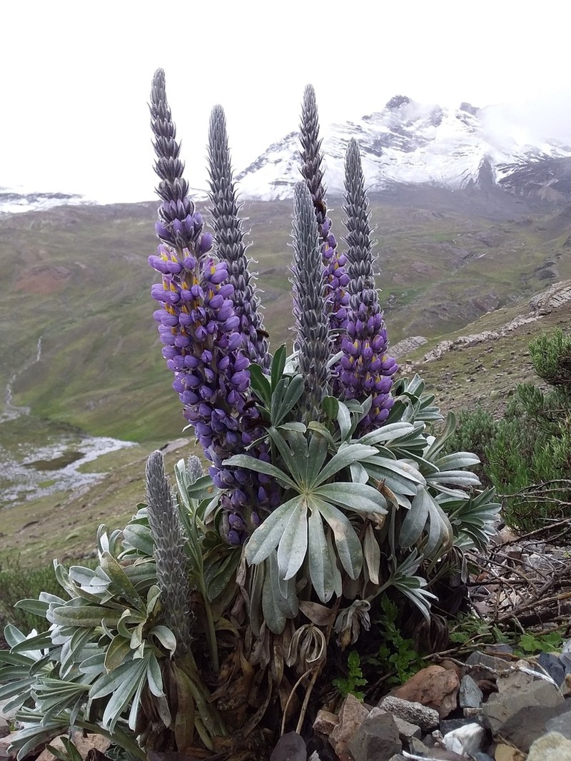 Lupinus purosericeus