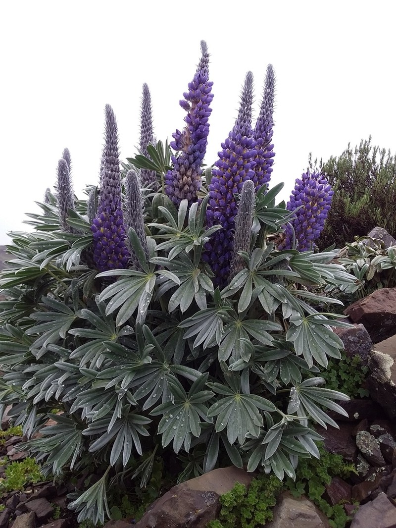 Lupinus purosericeus photo 2