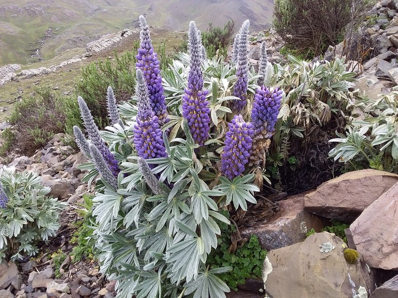 Lupinus purosericeus photo 3
