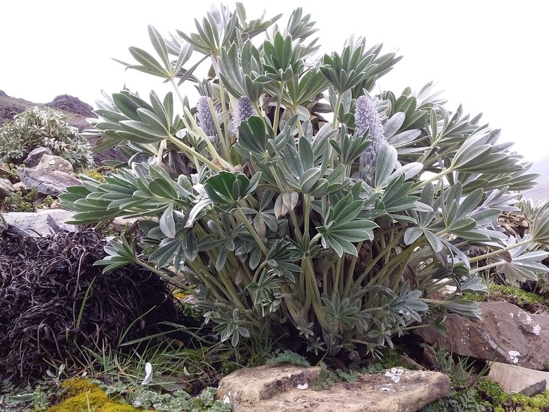 Lupinus purosericeus photo 4