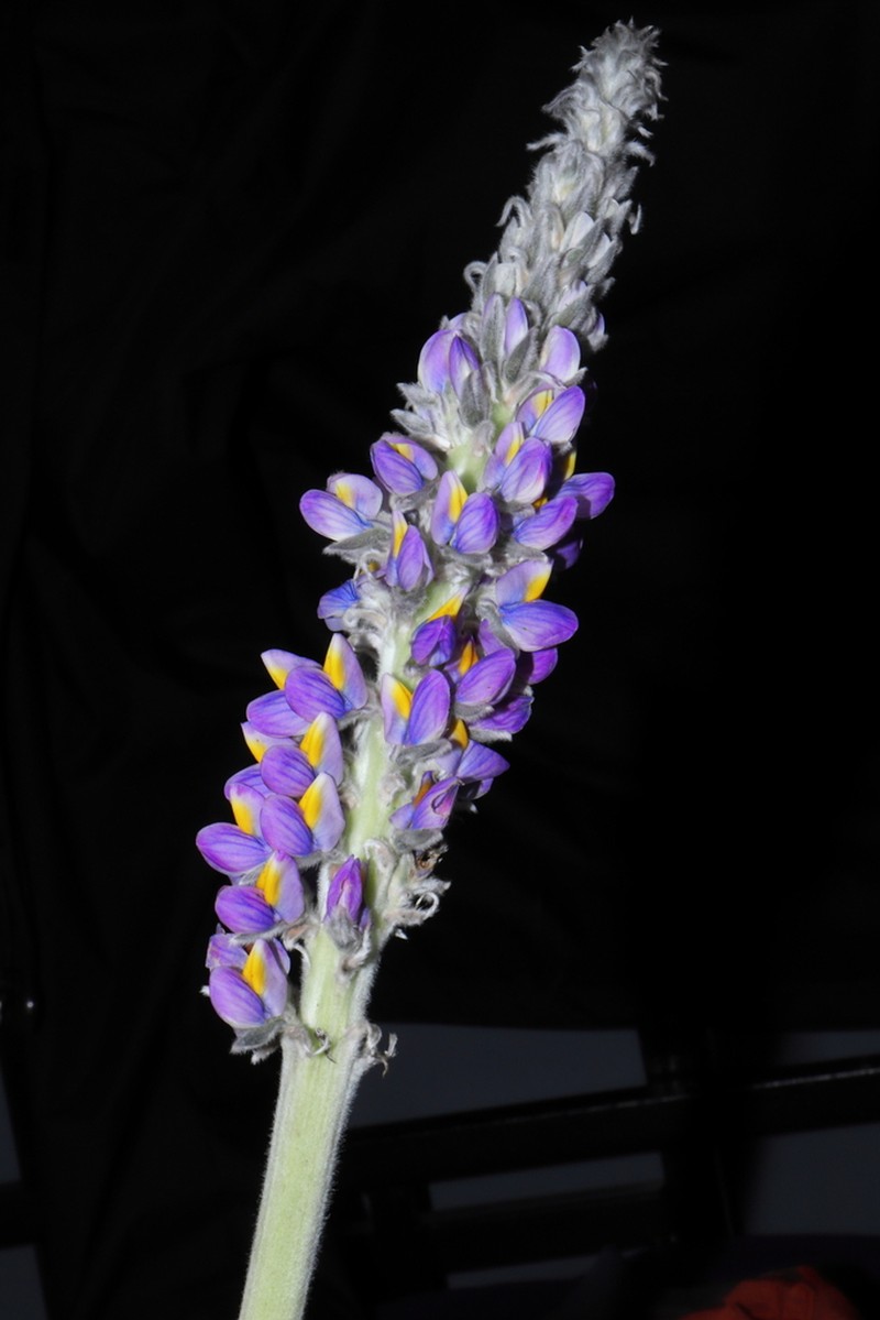 Lupinus purosericeus photo 5