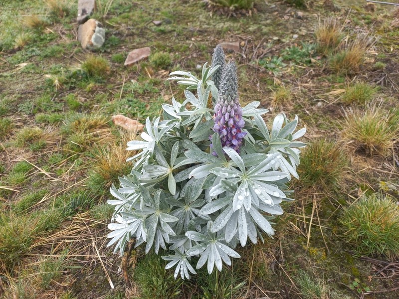 Lupinus purosericeus photo 6