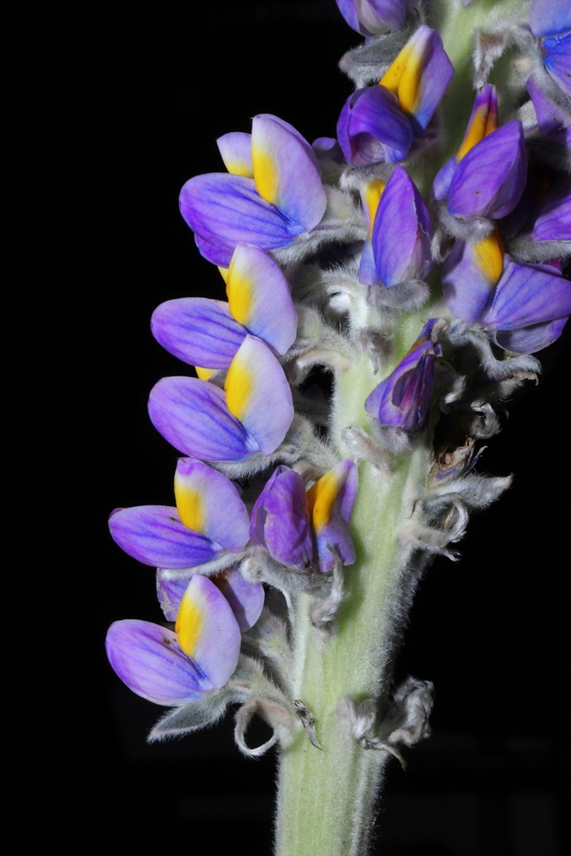Lupinus purosericeus photo 7