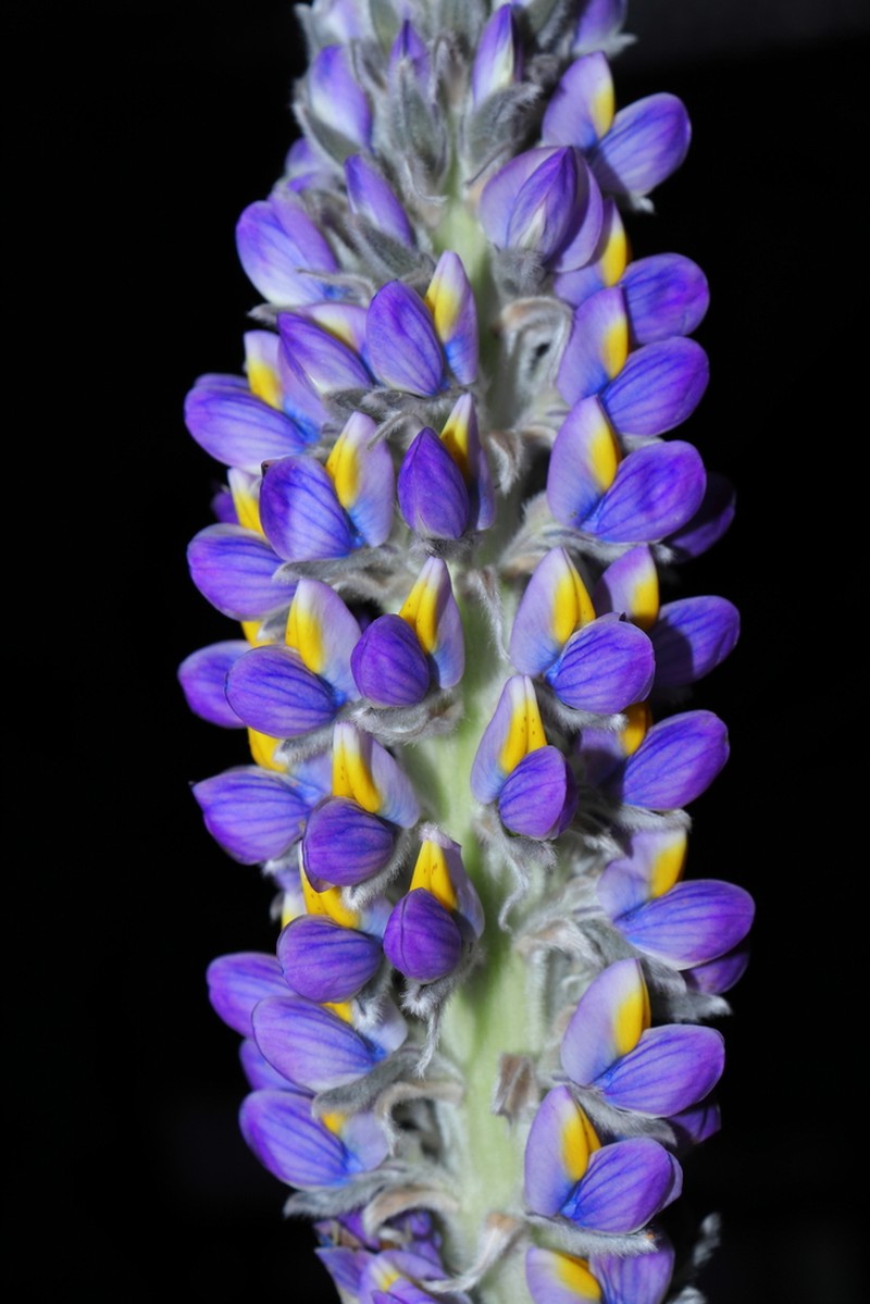 Lupinus purosericeus photo 8