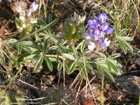 Rusty Lupine