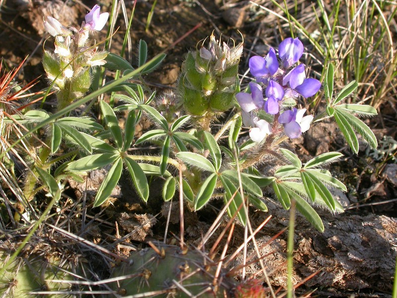 Rusty Lupine