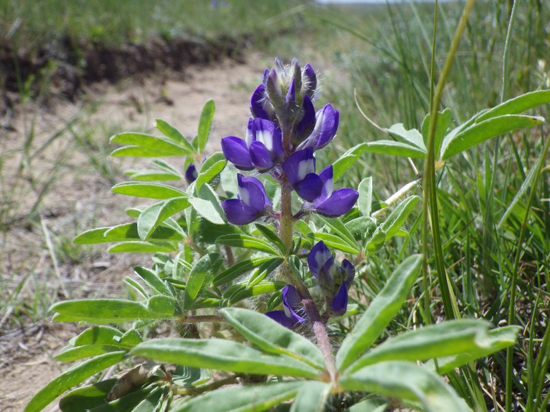Rusty Lupine photo 5
