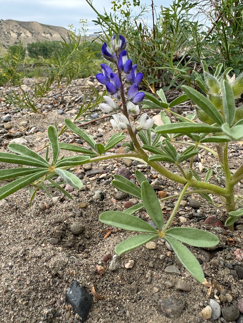 Rusty Lupine photo 3