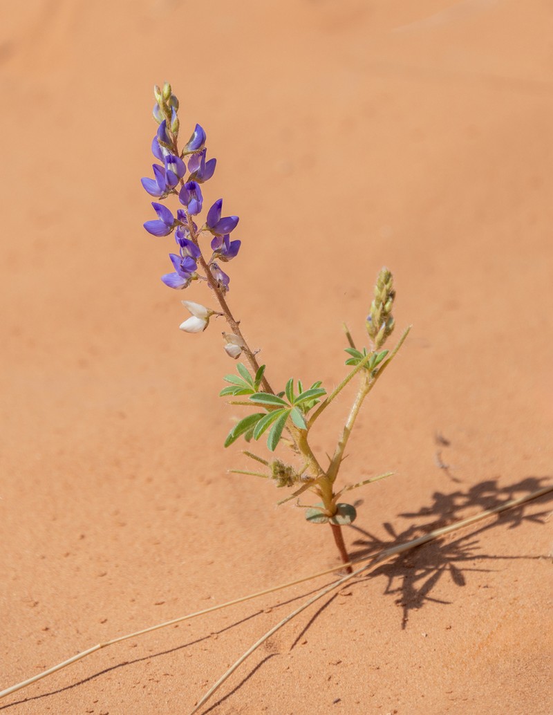 Rusty Lupine photo 4