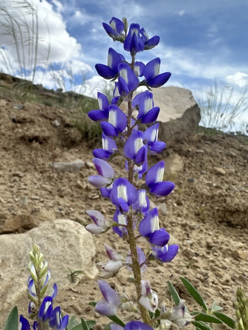 Rusty Lupine photo 5