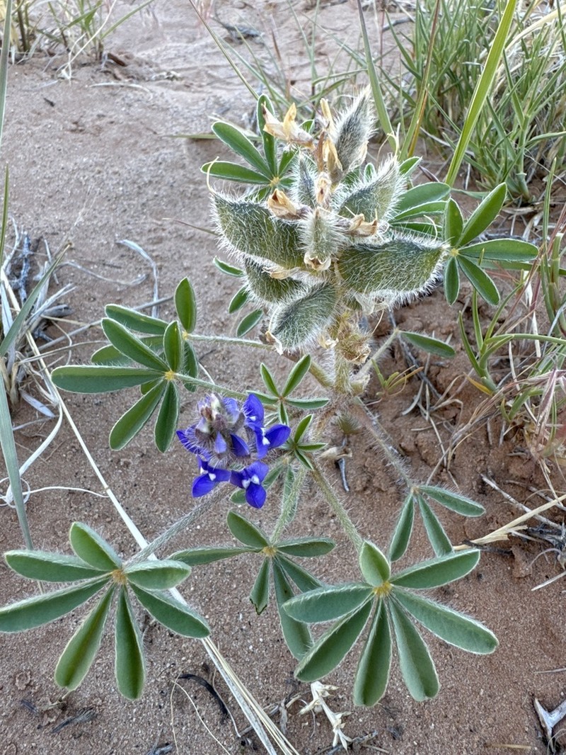 Rusty Lupine photo 6