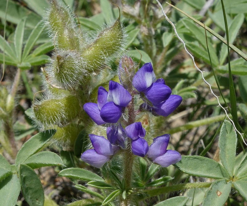 Rusty Lupine photo 7