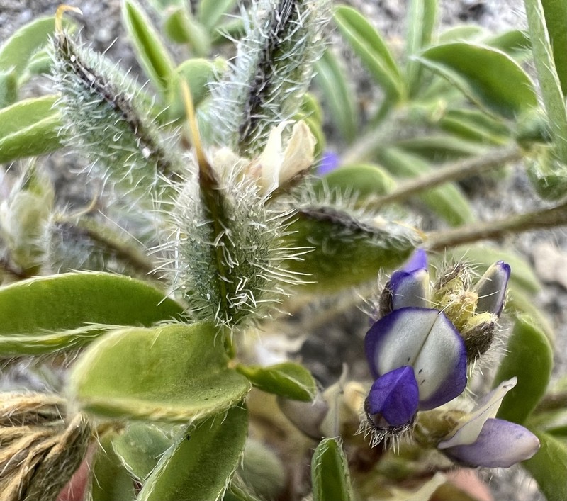 Lupinus pusillus var. intermontanus photo 2