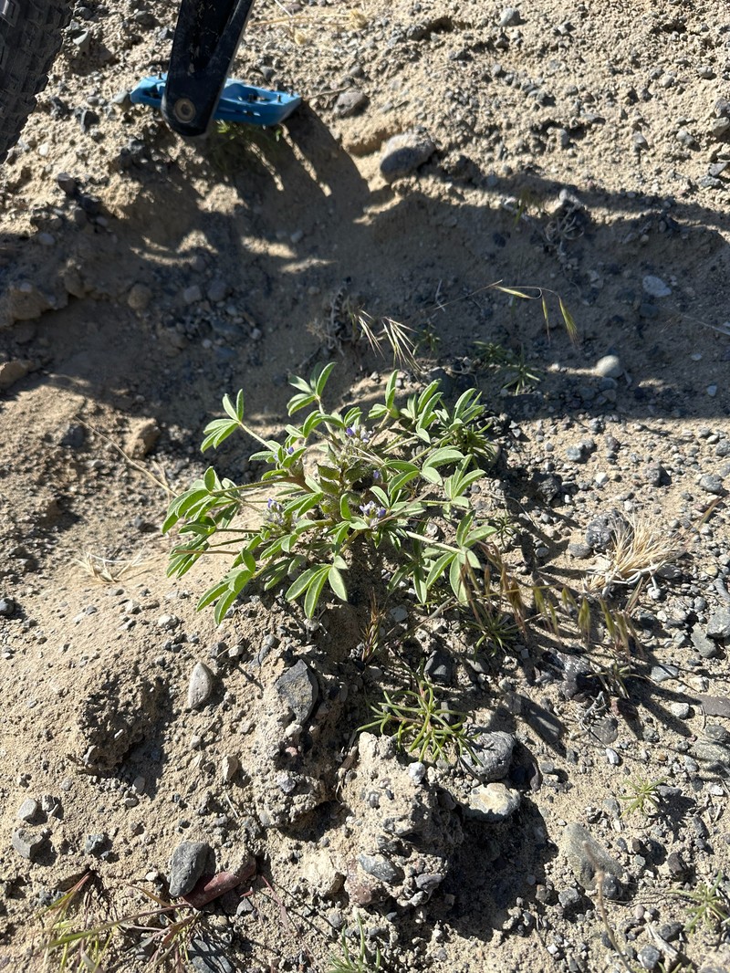 Lupinus pusillus var. intermontanus photo 3
