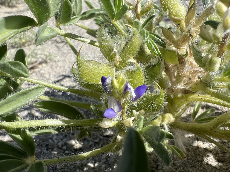 Lupinus pusillus var. intermontanus photo 4