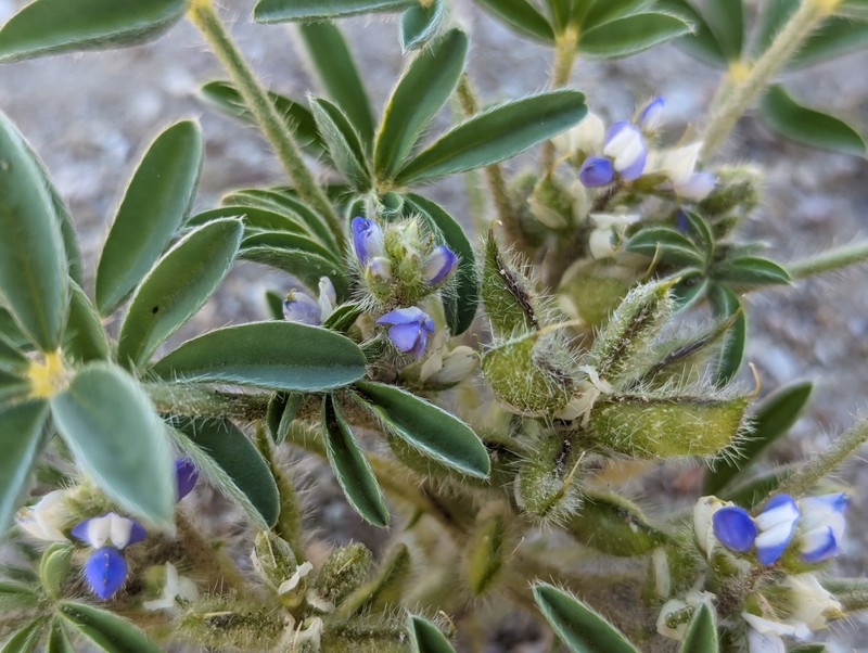 Lupinus pusillus var. intermontanus photo 6