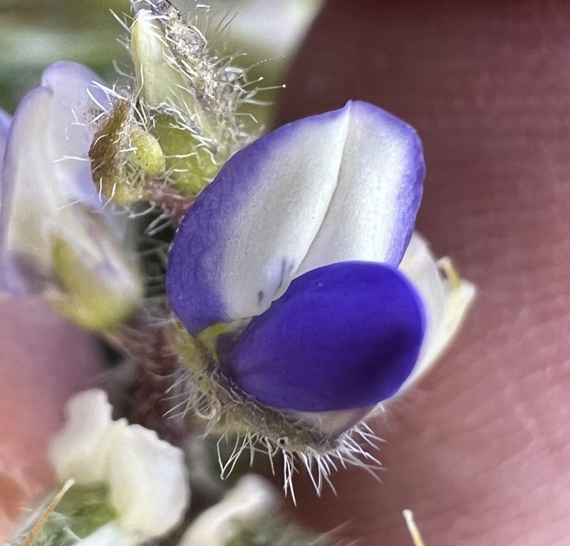 Lupinus pusillus var. pusillus