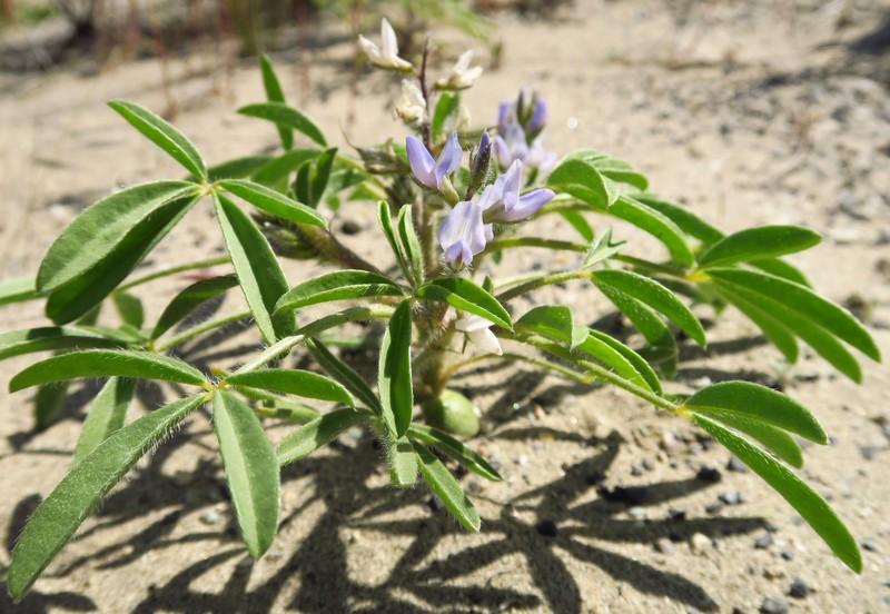 Lupinus pusillus var. pusillus photo 5